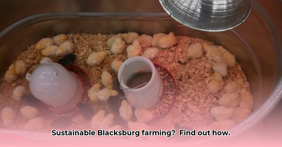 tractor-supply-blacksburg